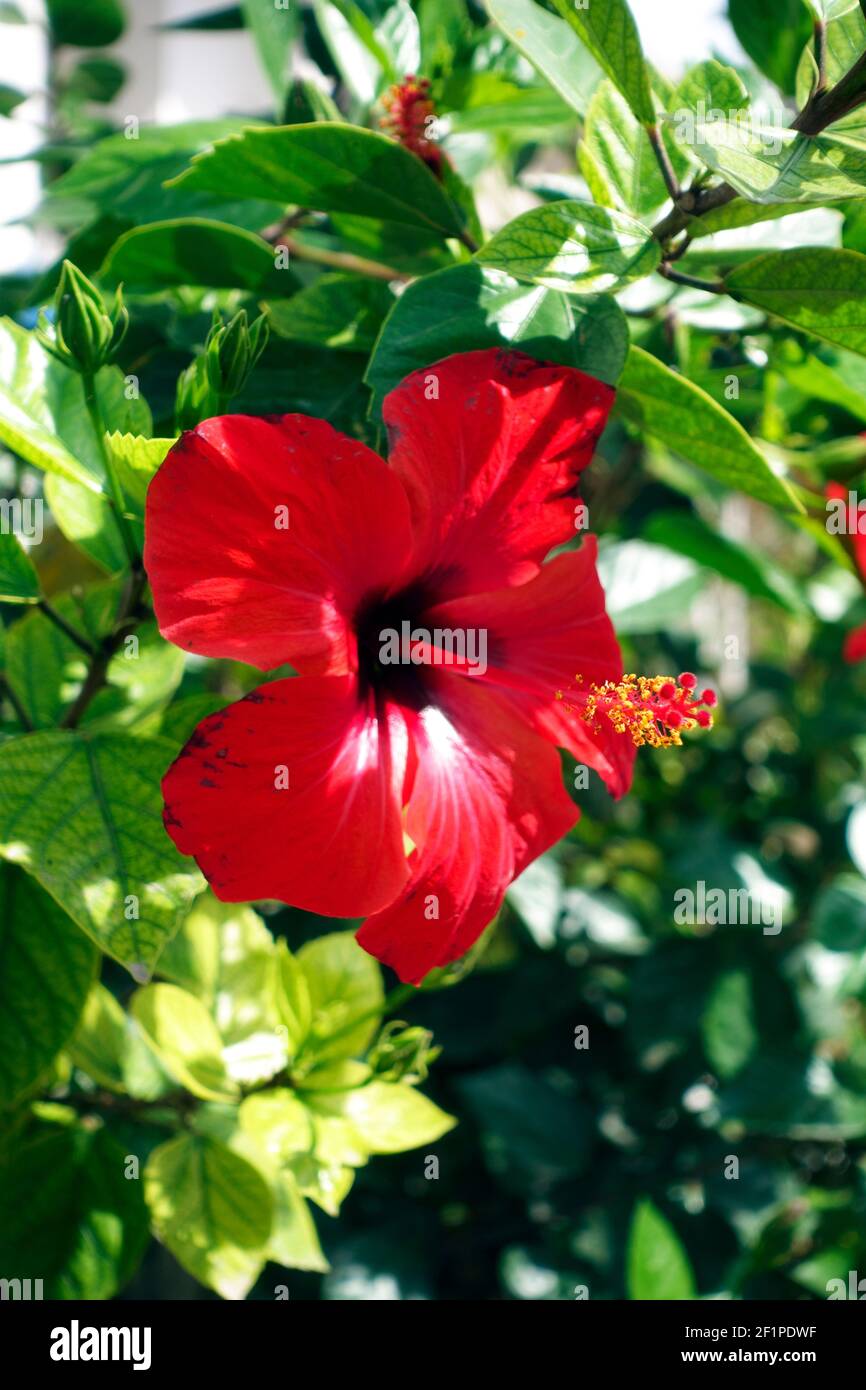 Una flor roja de hibisco, Hibiscus rosa-sinensis, en la isla griega de Kos Foto de stock