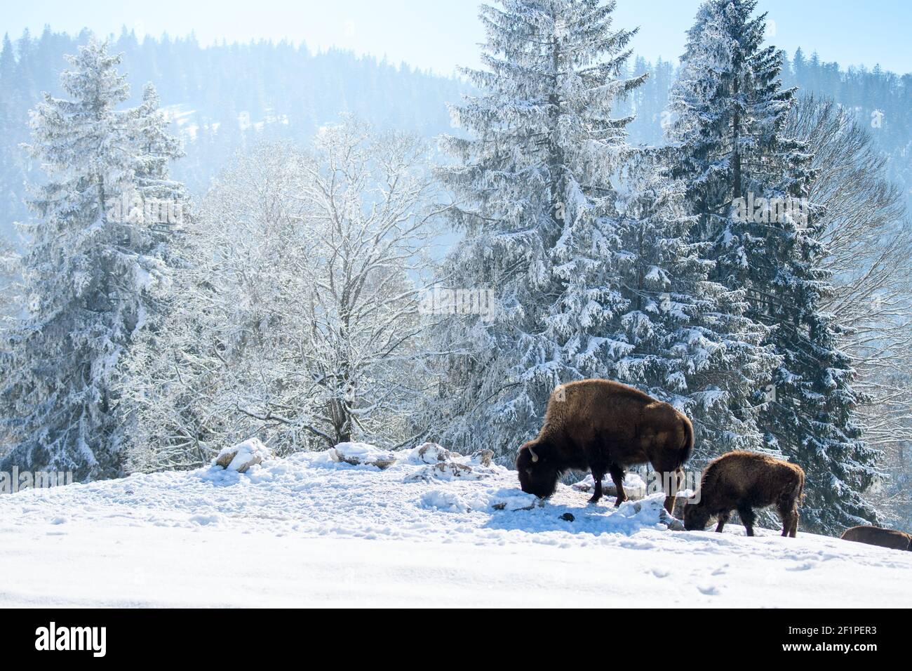Bisonte cautivo en la nieve en el rancho Bison en Les Prés d'Orvin, Jura suizo Foto de stock