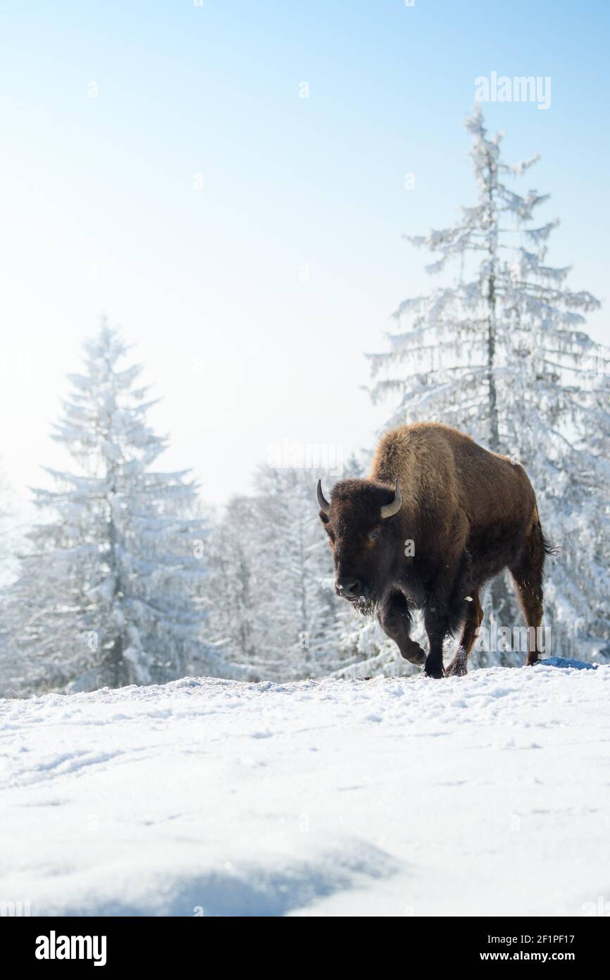 Bisonte cautivo en la nieve en el rancho Bison en Les Prés d'Orvin, Jura suizo Foto de stock