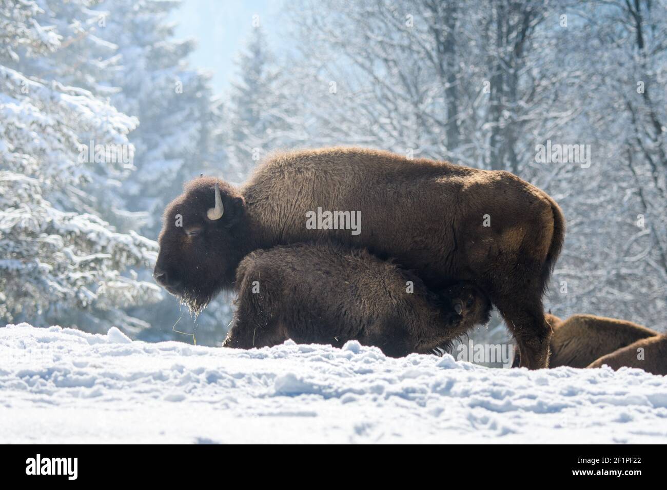 Bisontes cautivos en la nieve en el Bison Ranch en Les Prés d'Orvin, Jura suizo Foto de stock