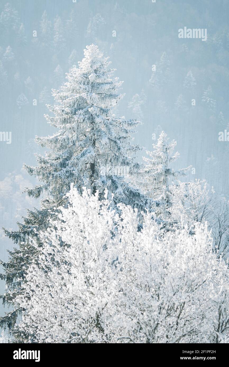 Paisaje invernal de ensueño en Les Prés d'Orvin, Jura suizo Foto de stock