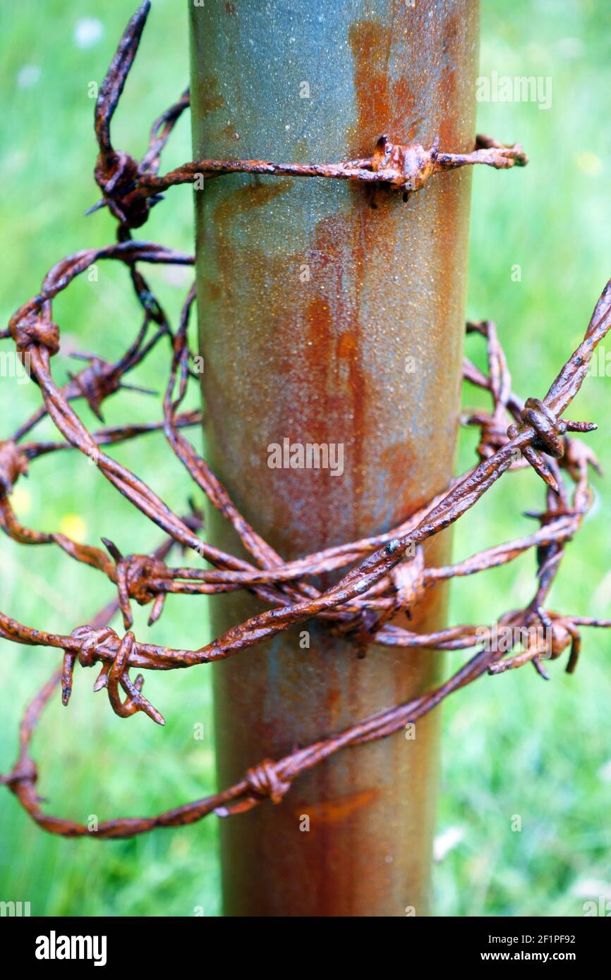 Polo oxidado envuelto con alambre de púas muy oxidado Foto de stock