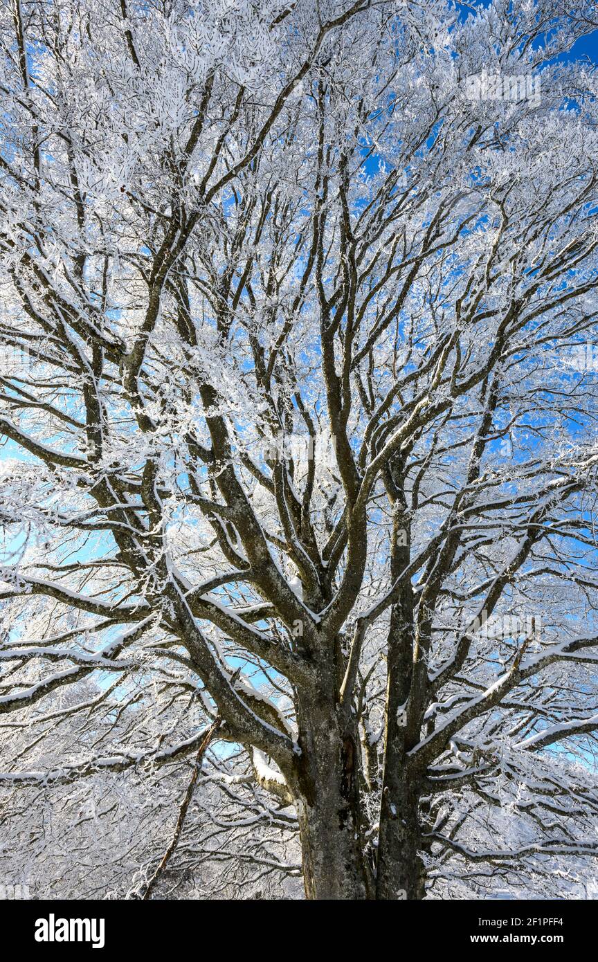 Árbol congelado en un paisaje invernal de ensueño en Les Prés d'Orvin, Jura suizo Foto de stock