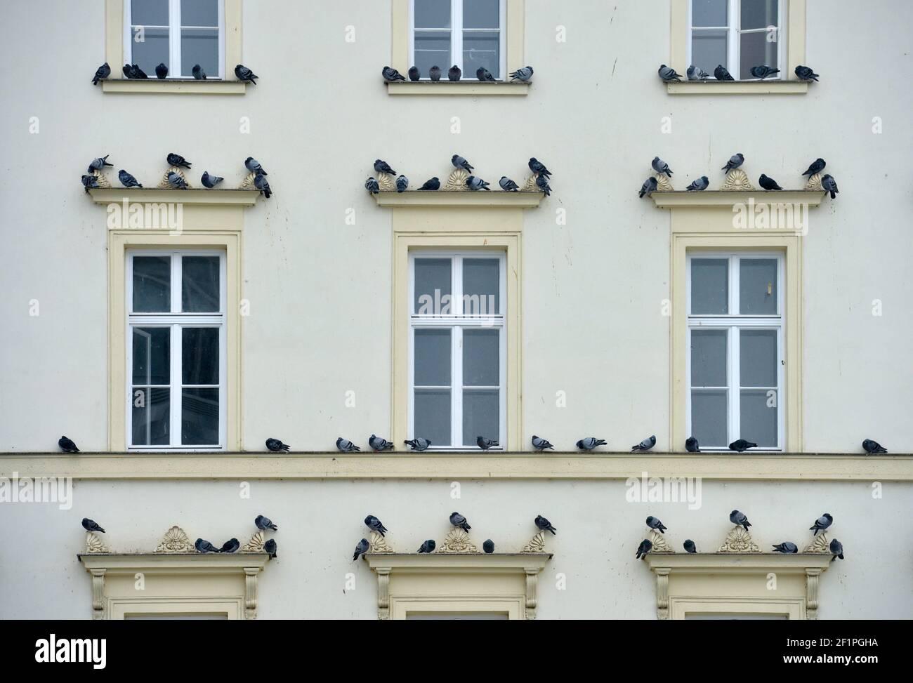 Leipzig, Alemania. 06th de febrero de 2021. Las palomas de la ciudad se sientan en las ventanas de un edificio histórico en el Brühl en Leipzig. Crédito: Volkmar Heinz/dpa-Zentralbild/ZB/dpa/Alamy Live News Foto de stock