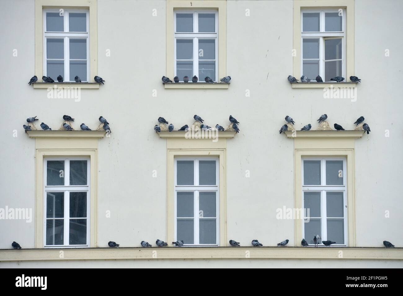 06 de febrero de 2021, Sajonia, Leipzig: Las palomas de la ciudad se sientan en las ventanas de un edificio histórico en el Brühl en Leipzig. Foto: Volkmar Heinz/dpa-Zentralbild/ZB Foto de stock