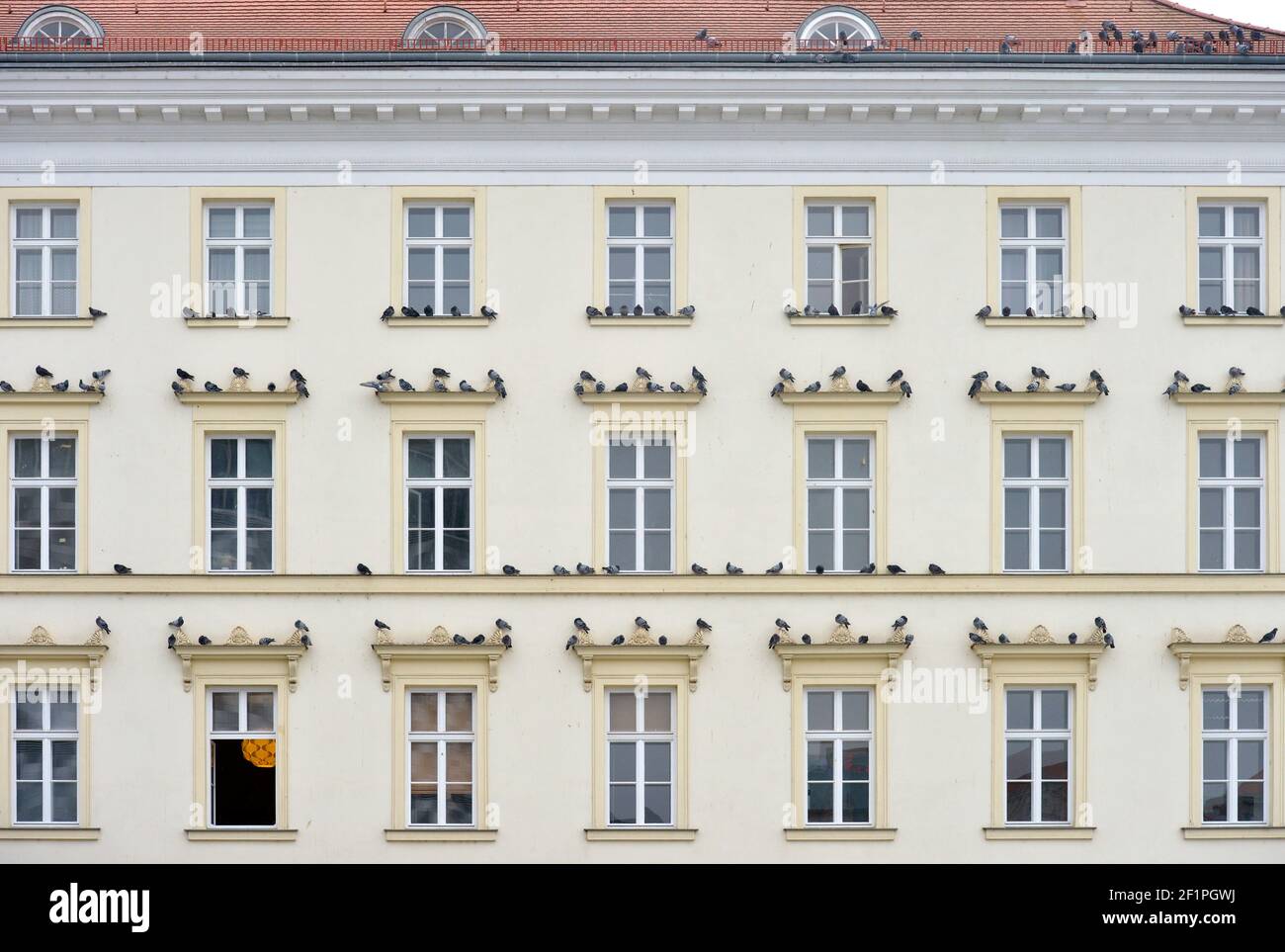 06 de febrero de 2021, Sajonia, Leipzig: Las palomas de la ciudad se sientan en las ventanas de un edificio histórico en el Brühl en Leipzig. Foto: Volkmar Heinz/dpa-Zentralbild/ZB Foto de stock