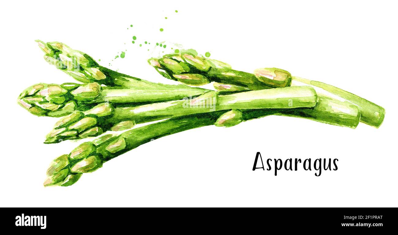 Espárragos verdes frescos. Acuarela dibujo a mano ilustración horizontal aislada sobre fondo blanco Fotografía de stock - Alamy Espárragos verdes frescos. Acuarela dibujo a mano ilustración horizontal aislada sobre fondo blanco Fotografía de stock - Alamy