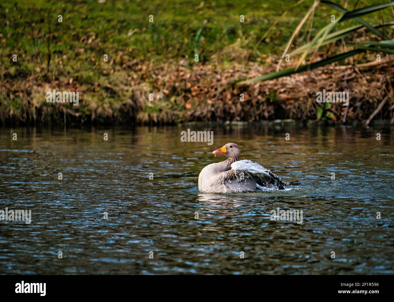 Ganso Graylag (Anser anser) nadando en el lago salpicando en agua para limpiar plumas, Gosford Estate, East Lothian, Escocia, Reino Unido Foto de stock