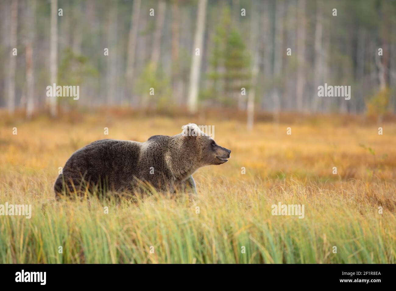 Oso pardo en el hábitat natural de Finlandia, finlandia vida silvestre, raro encuentro, gran depredador, naturaleza salvaje europea. Hermoso y majestuoso oso marrón U Foto de stock