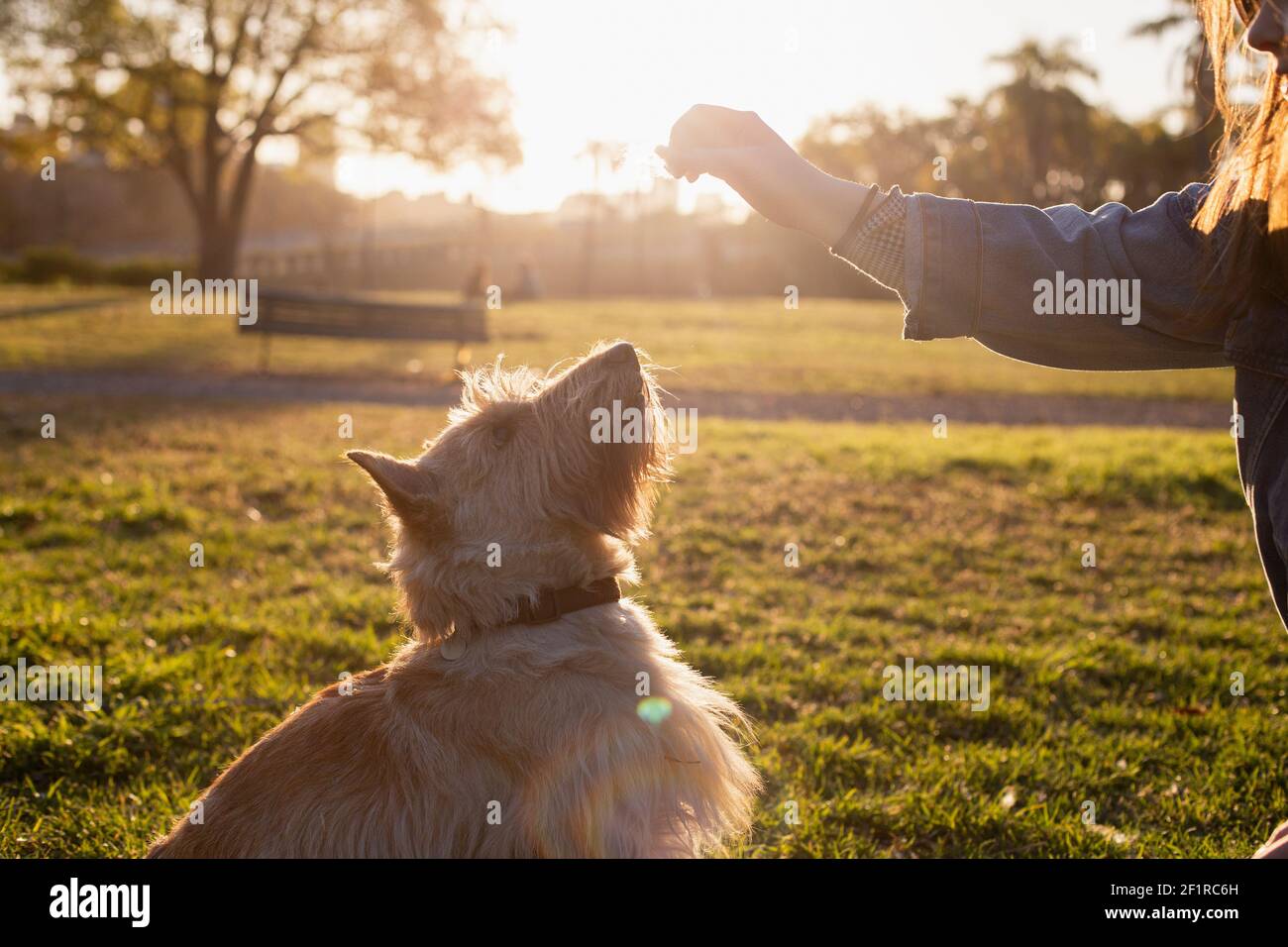 Un perro juega con su dueño en el parque de la ciudad De Buenos Aires Foto de stock
