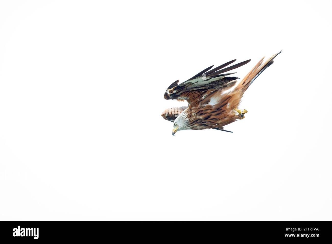 Una cometa roja (Milvus milvus) volando a la luz de la mañana en Alemania. Foto de stock