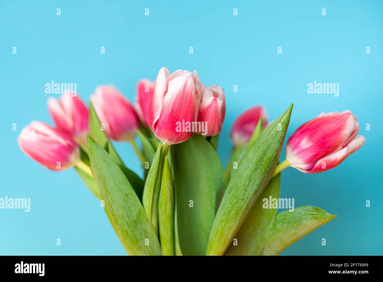 Cierre simétrico de un ramo de tulipanes rosados contra un fondo de pantalla azul claro Foto de stock