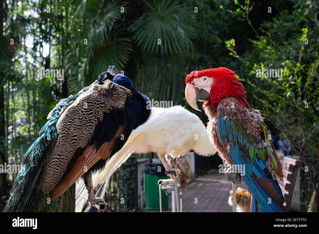 Aves infelices torturadas - loro rojo Ara y pavos reales, en el parque de la ciudad de Sochi, Rusia. Grandes y hermosas aves son explotadas por hacer dinero por p Foto de stock