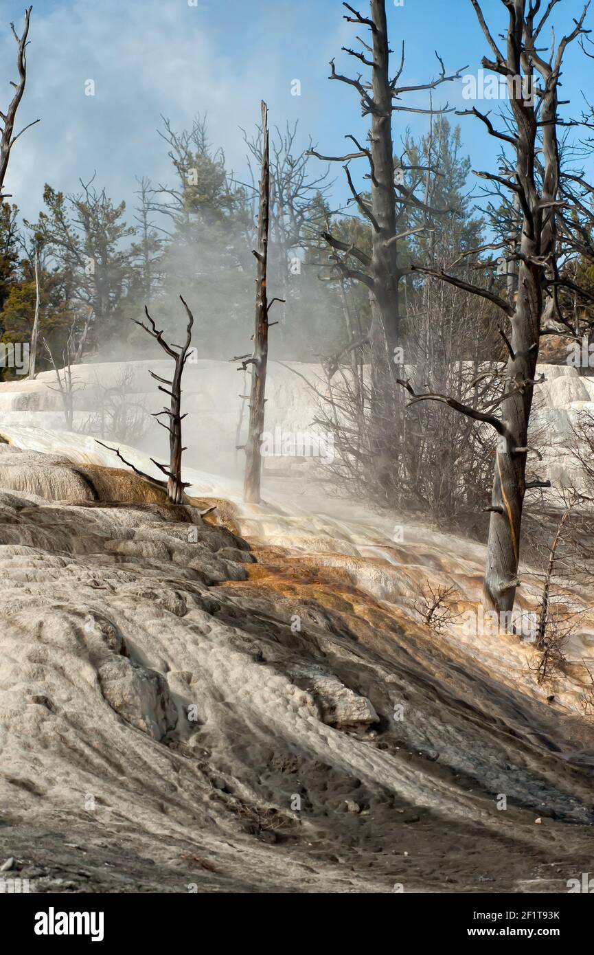 Árboles muertos en la cima de Canary Spring, Mammoth Hot Springs, Parque Nacional Yellowstone Foto de stock
