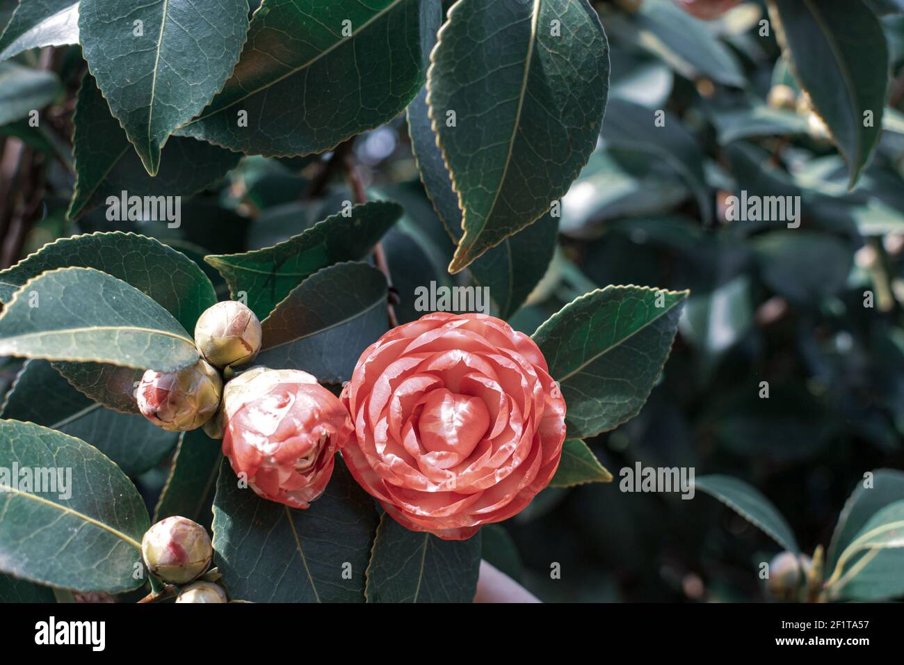 Camelia camellia japonica roja fotografías e imágenes de alta resolución -  Página 3 - Alamy