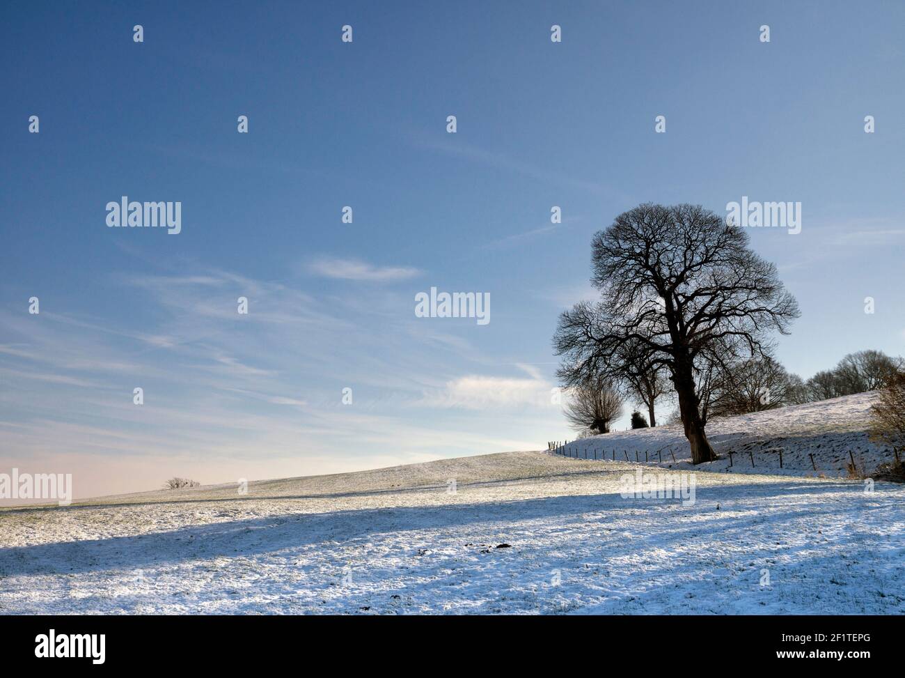Árbol solitario en invierno Foto de stock