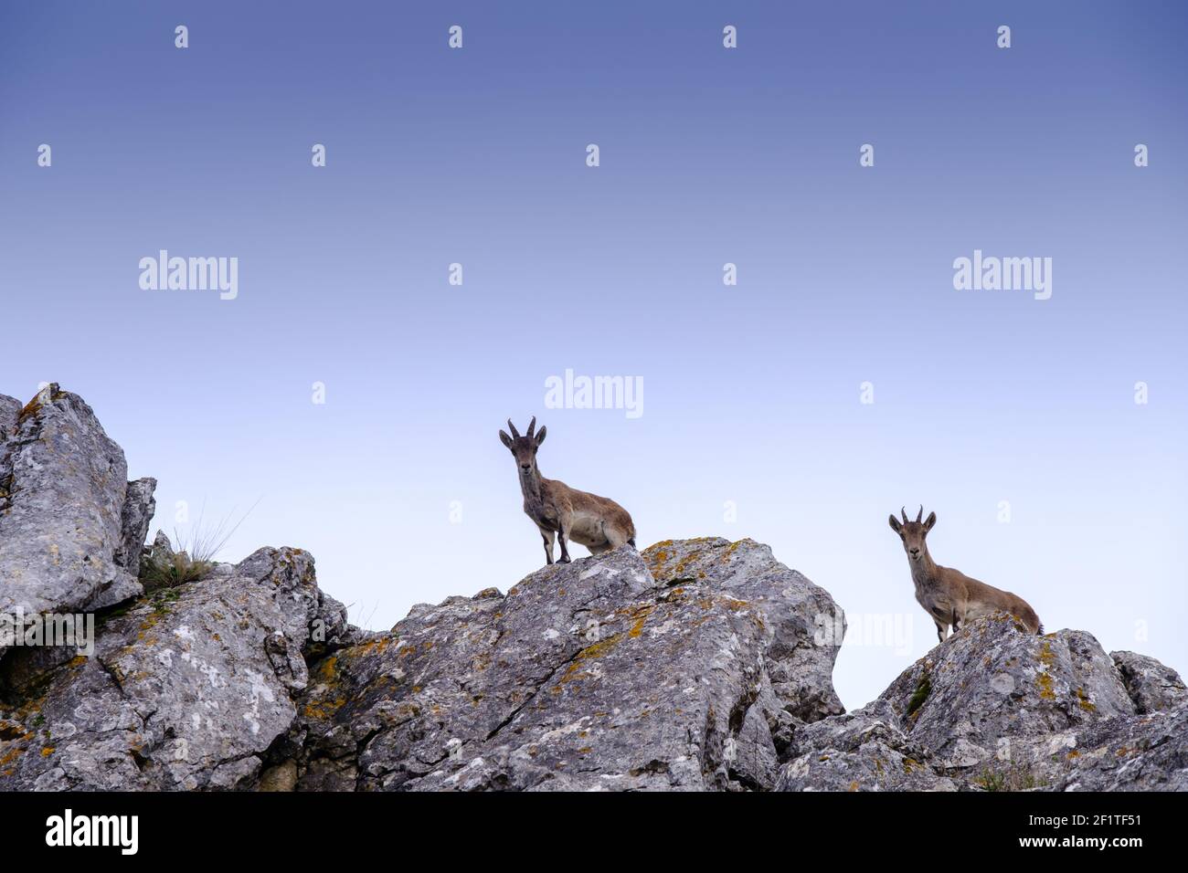 Ibex salvaje en las montañas sobre el paso de Zafarraya, Andalucía, España, Europa Foto de stock