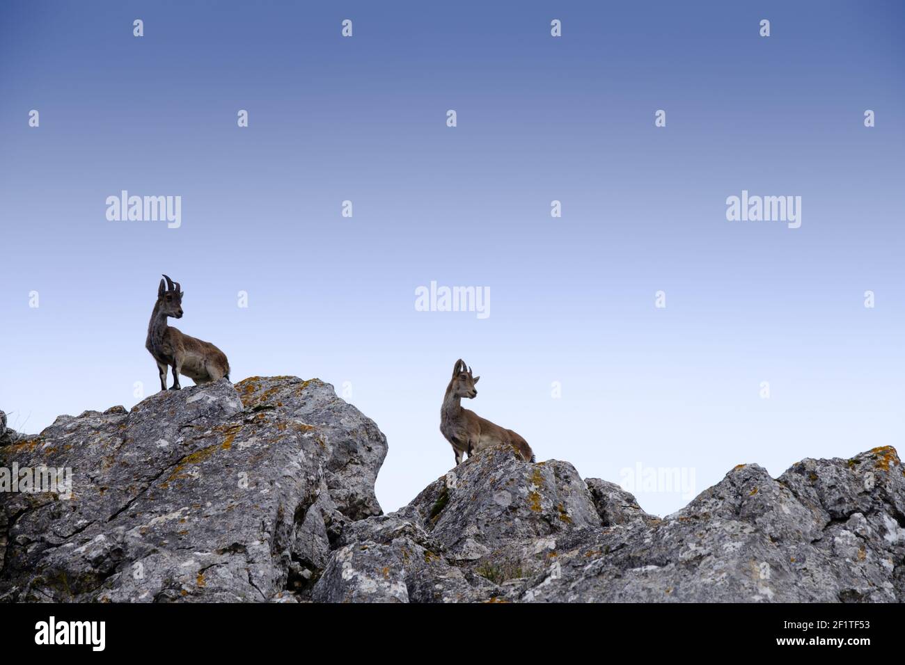 Ibex salvaje en las montañas sobre el paso de Zafarraya, Andalucía, España, Europa Foto de stock