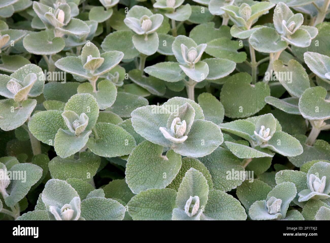 Ballota pseudodictamnus Falsa ditany – hojas de lana verde plata marzo, Inglaterra, Reino Unido Foto de stock
