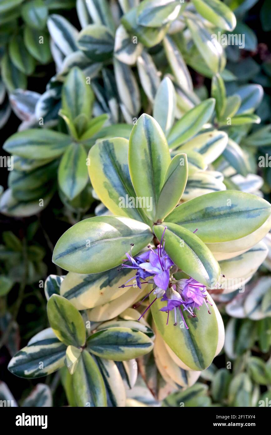 Hebe x franciscana Variegata Grubby verónica Reina de plata – flores diminutas de color púrpura con hojas variegadas, marzo, Inglaterra, Reino Unido Foto de stock