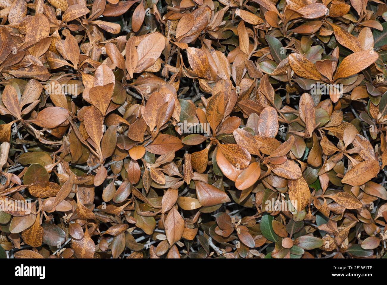 Planta India de espino (Rhaphiolepis indica) con hojas marrones dañadas de  clima extremo en Houston, TX Fotografía de stock - Alamy