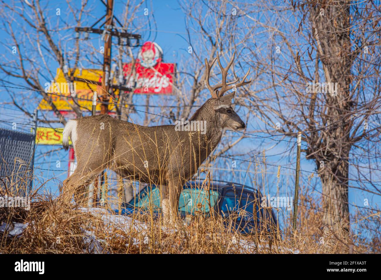 Large Mule Deer buck (Odocoileus hemionus) está en las afueras de la ciudad de Castle Rock Colorado USA. Los letreros del restaurante se muestran en el fondo. Foto de stock