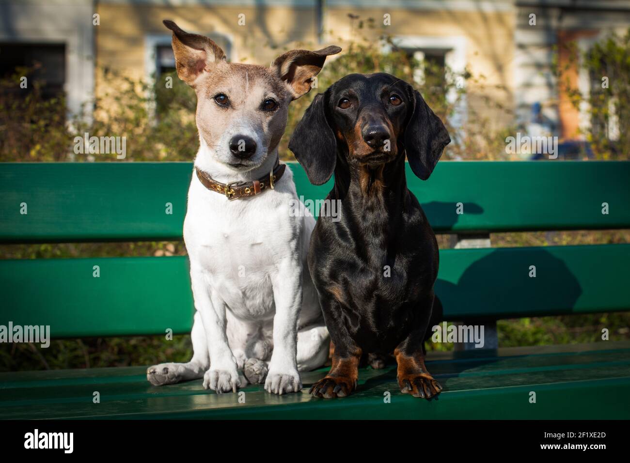 Dos perros enamorados Foto de stock