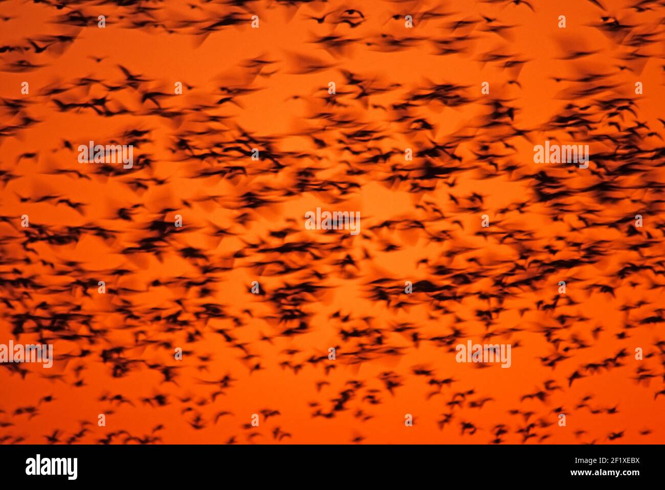 Movimiento intencional desenfocado de un gran rebaño de nieve gansos contra el cielo anaranjado de la puesta de sol Foto de stock