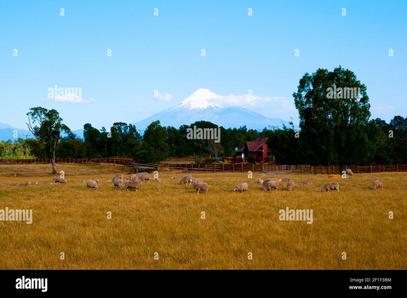 Pastura de ovejas cerca del Volcán Osorno - Chile Foto de stock