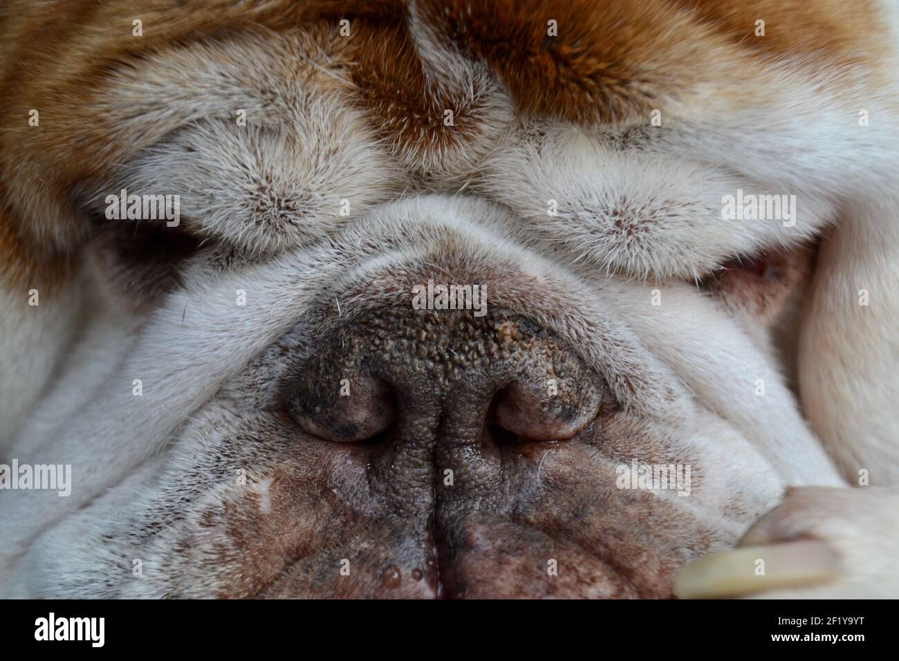 Primer plano de la adorable cara de perro arrullada y grumosa de un viejo bulldog Foto de stock