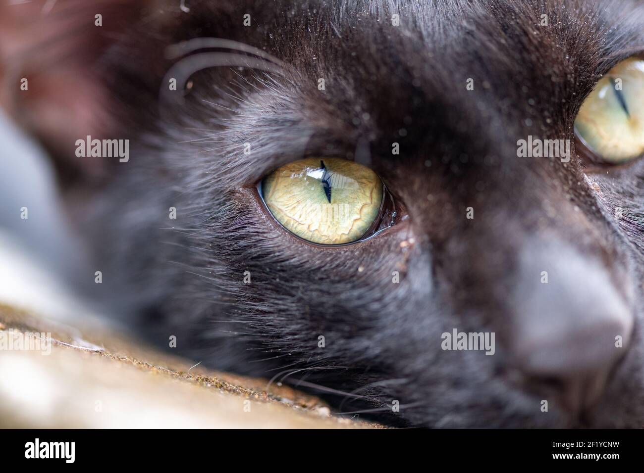 Primer plano de gato doméstico negro con ojos agudos en un día soleado Foto de stock