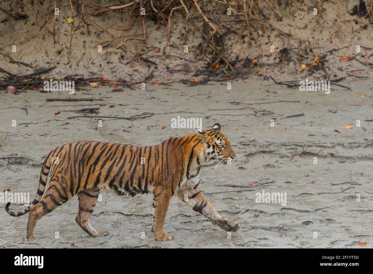 Joven hembra tigre de Bengala con marcas de rasguño caminando en el barro empapado en barro y mirando sucio en la reserva de tigre de Sundarban, Bengala Occidental, India Foto de stock