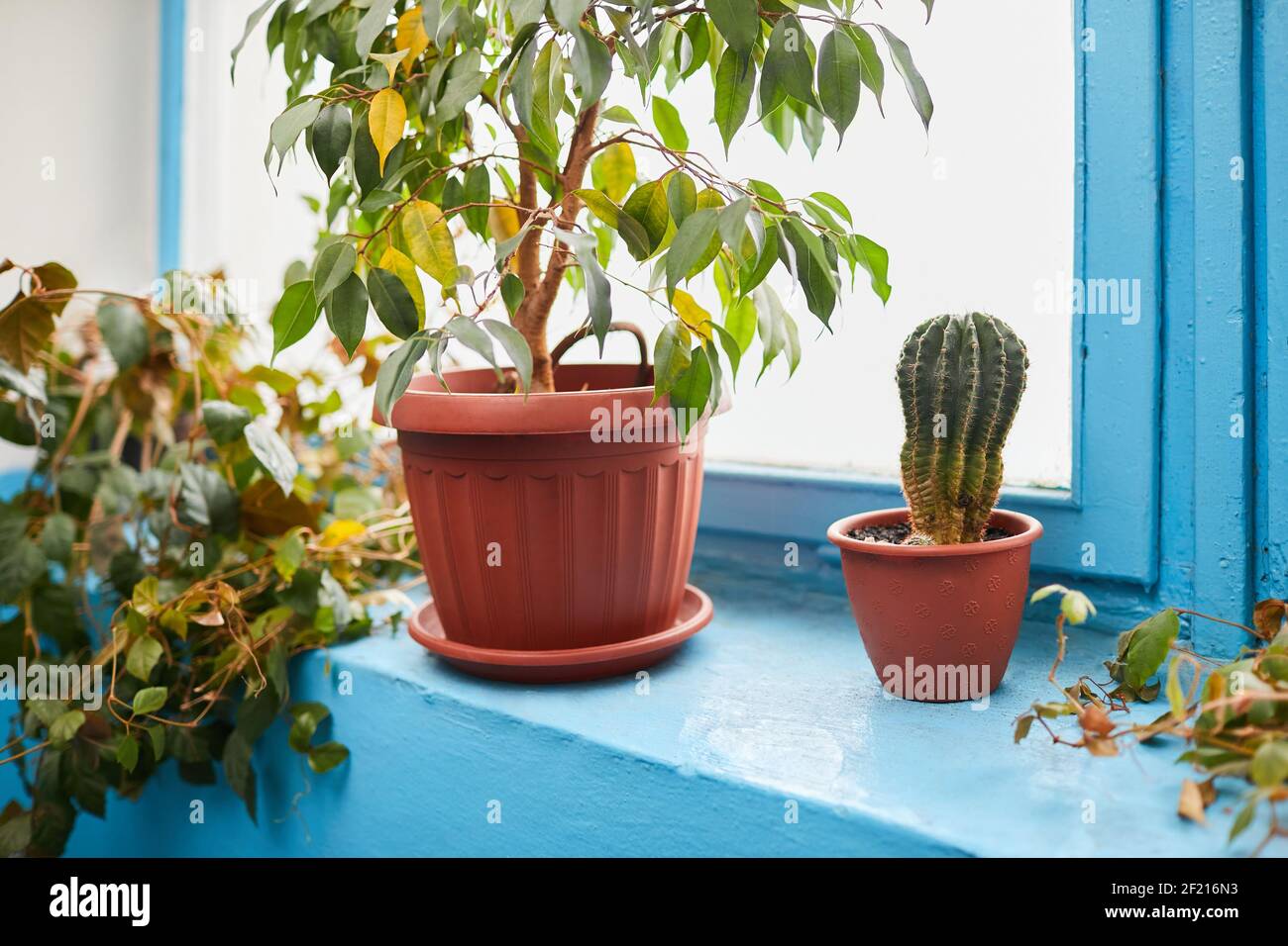 Cactus y Ficus benjamina en macetas de flores sobre un fondo de alféizar azul. Diferentes plantas interiores en macetas Fotografía de stock - Alamy Cactus y Ficus benjamina en macetas de flores sobre un fondo de alféizar azul. Diferentes plantas interiores en macetas Fotografía de stock - Alamy