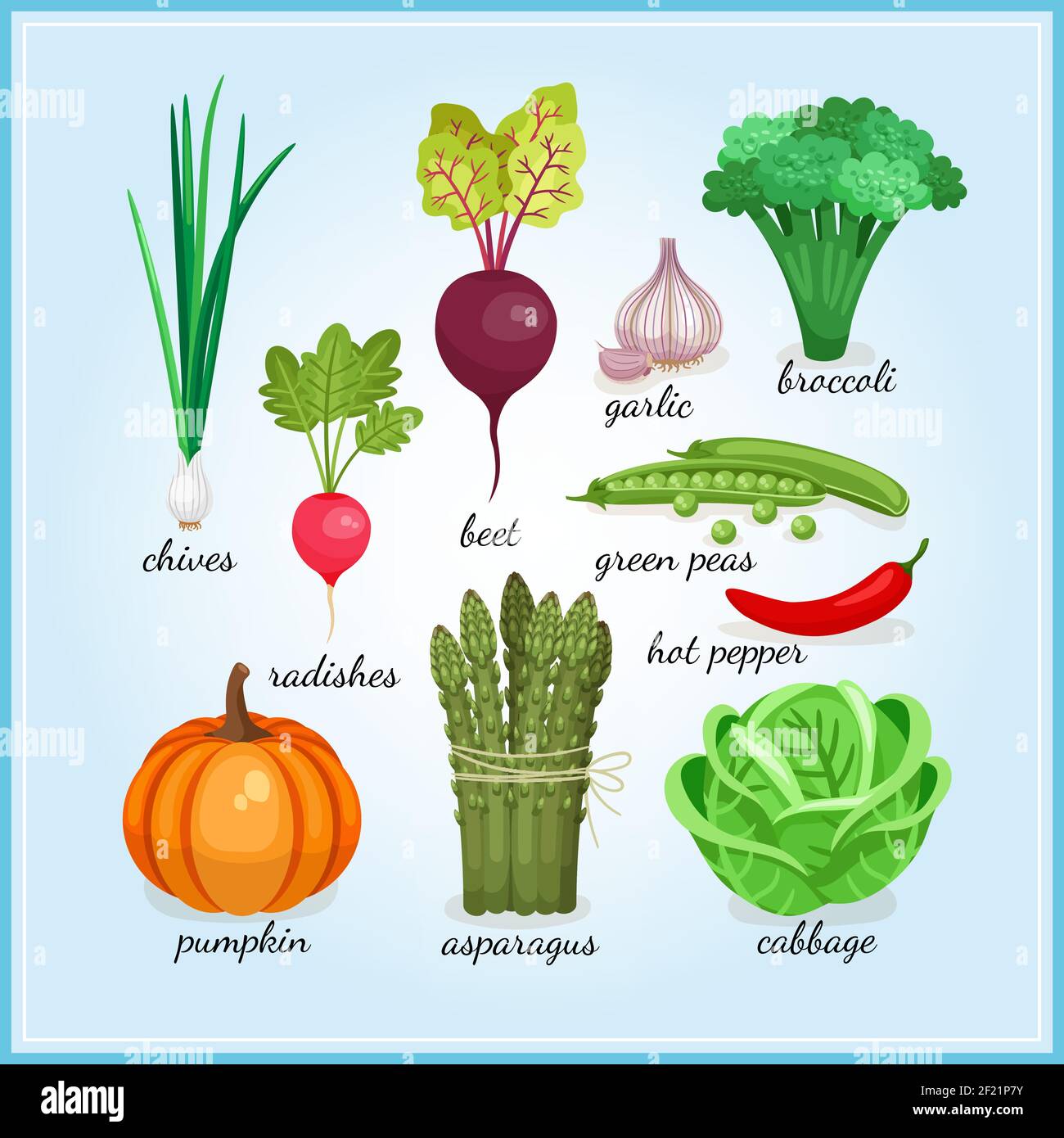 Iconos de verduras frescas saludables con nombres como el ajo rábano de  cebollino brócoli calabaza espárragos y col coloreados ilustraciones de  vectores Imagen Vector de stock - Alamy