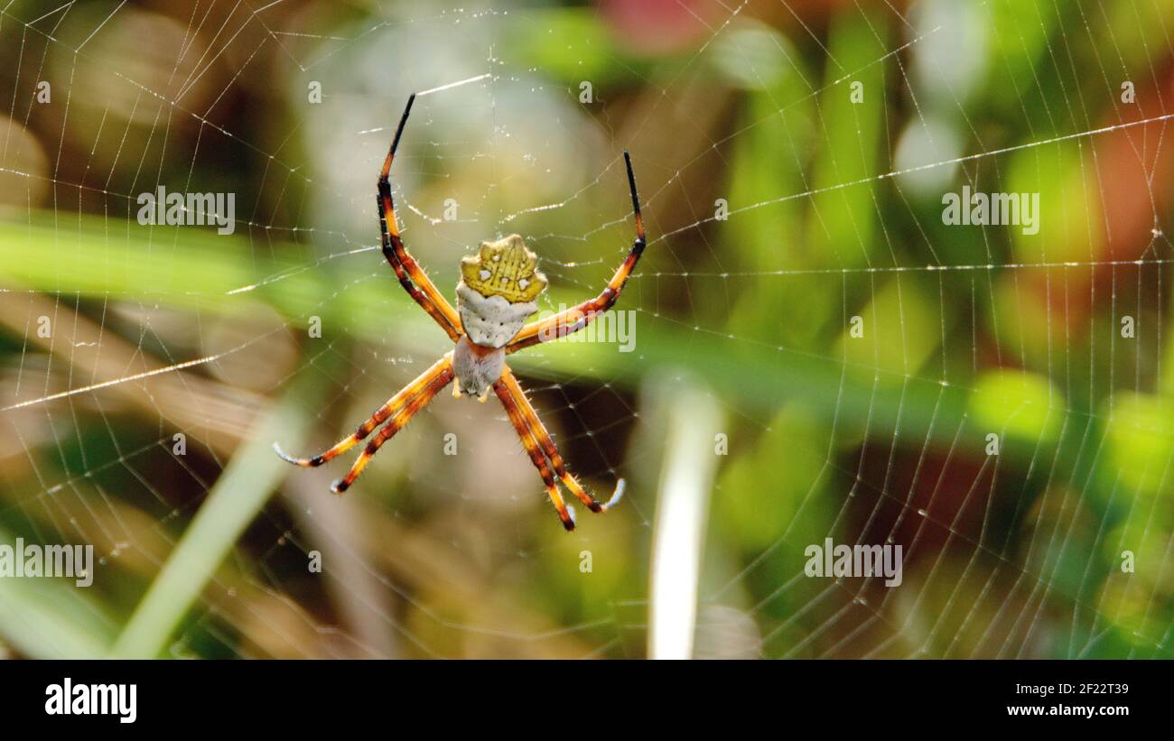Araña tejedora de orbe femenina en una tela Foto de stock