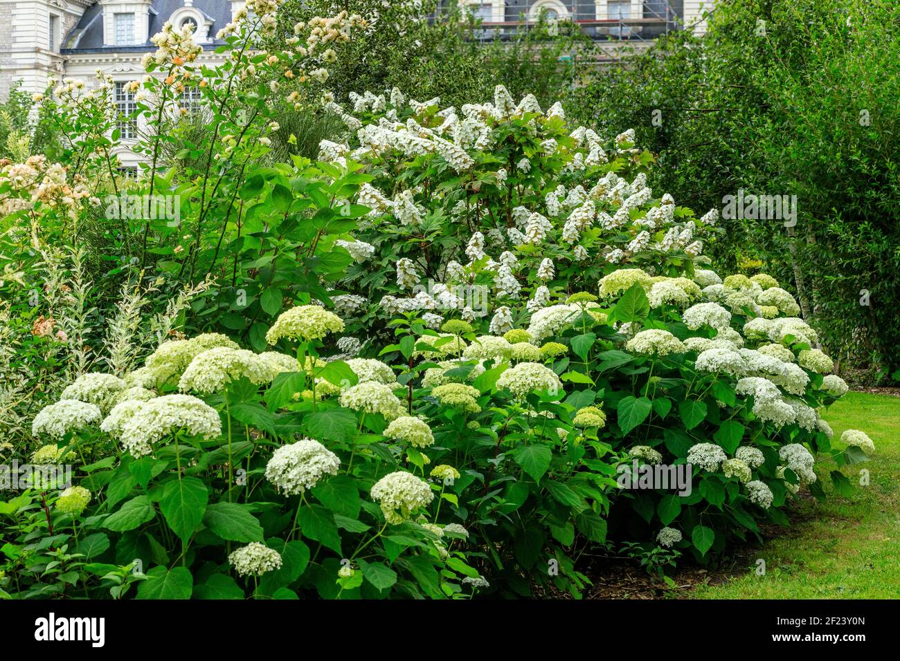 Francia, Loir et Cher, Cheverny, Chateau de Cheverny, el jardín del aprendiz, Grupo de con hortensias (Hydrangea arborescens 'Annabelle', Hydrangea q Foto de stock