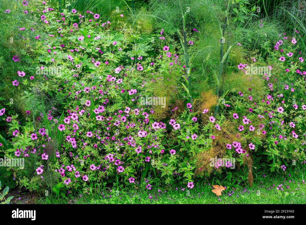 Francia, Loir et Cher, Cheverny, Chateau de Cheverny, el jardín del aprendiz, Plantas perennes con hinojo (Foeniculum vulgare) y pico de cabeza armenio (Ger Foto de stock