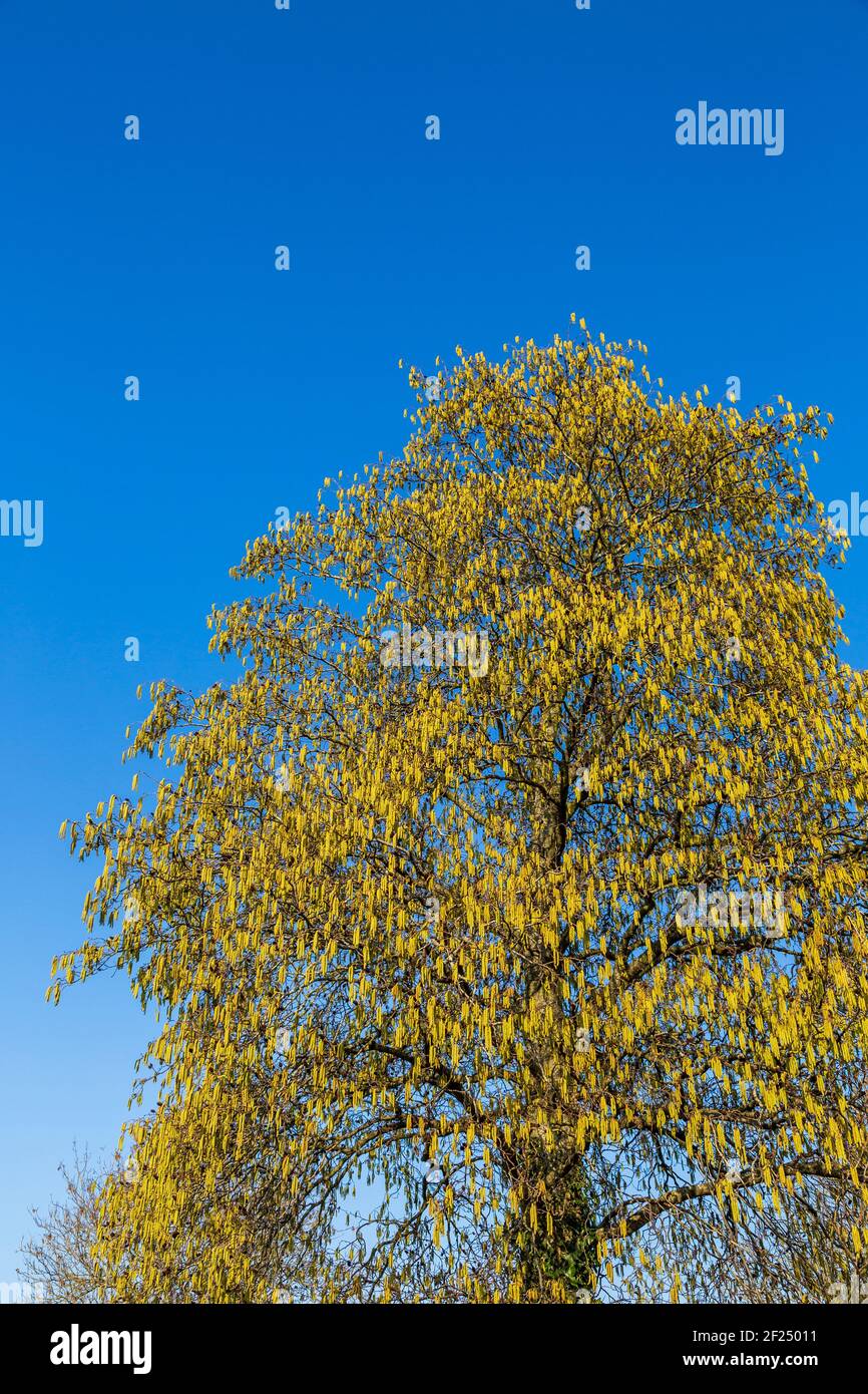 Amarillo primavera Alder árbol catenetas contra un cielo azul, Inglaterra Foto de stock