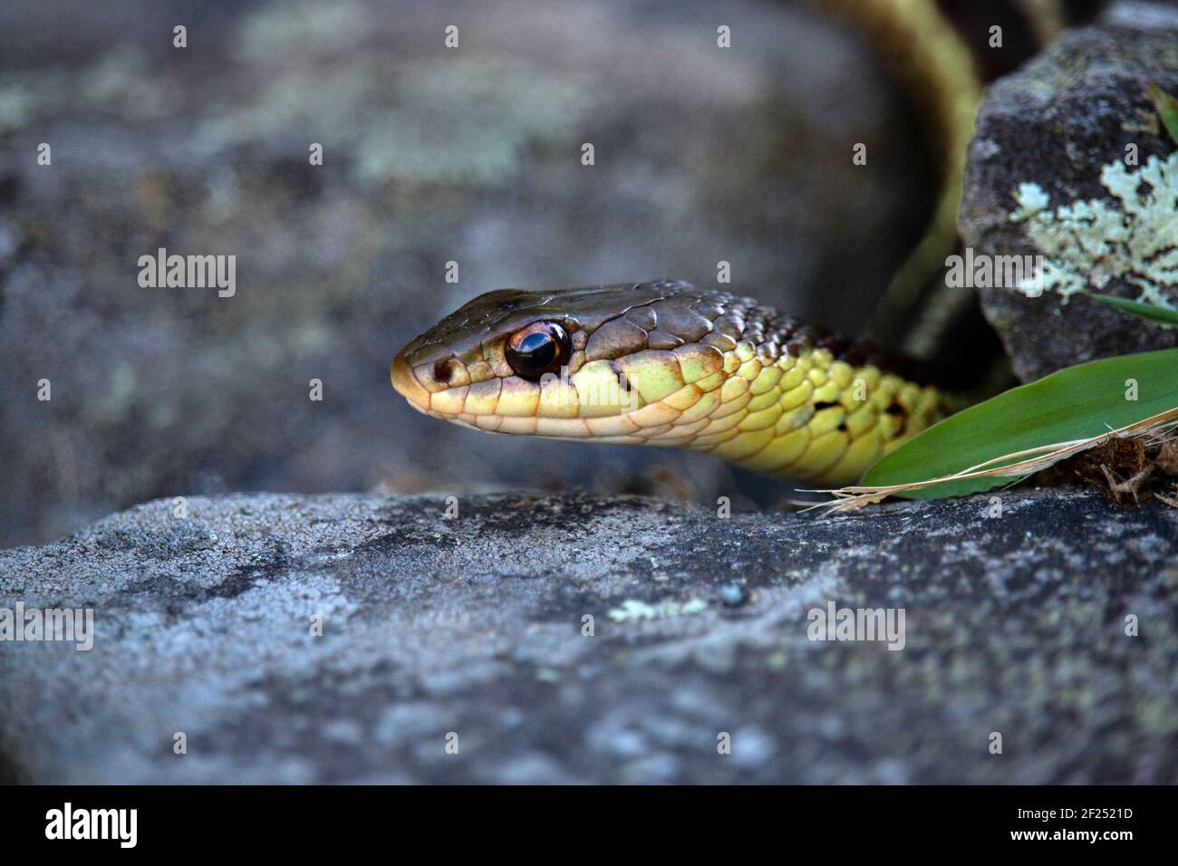 La serpiente común no-posinous de la garter es problemática la serpiente más común encontrada alrededor de hogares y jardines. Foto de stock