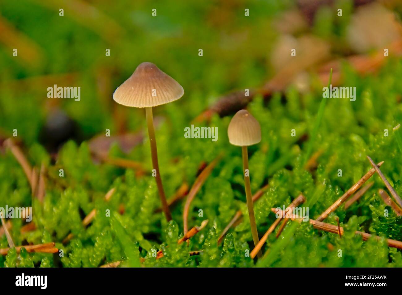 Hongos Yelloweg en el suelo del bosque - Micena epipterygia Foto de stock