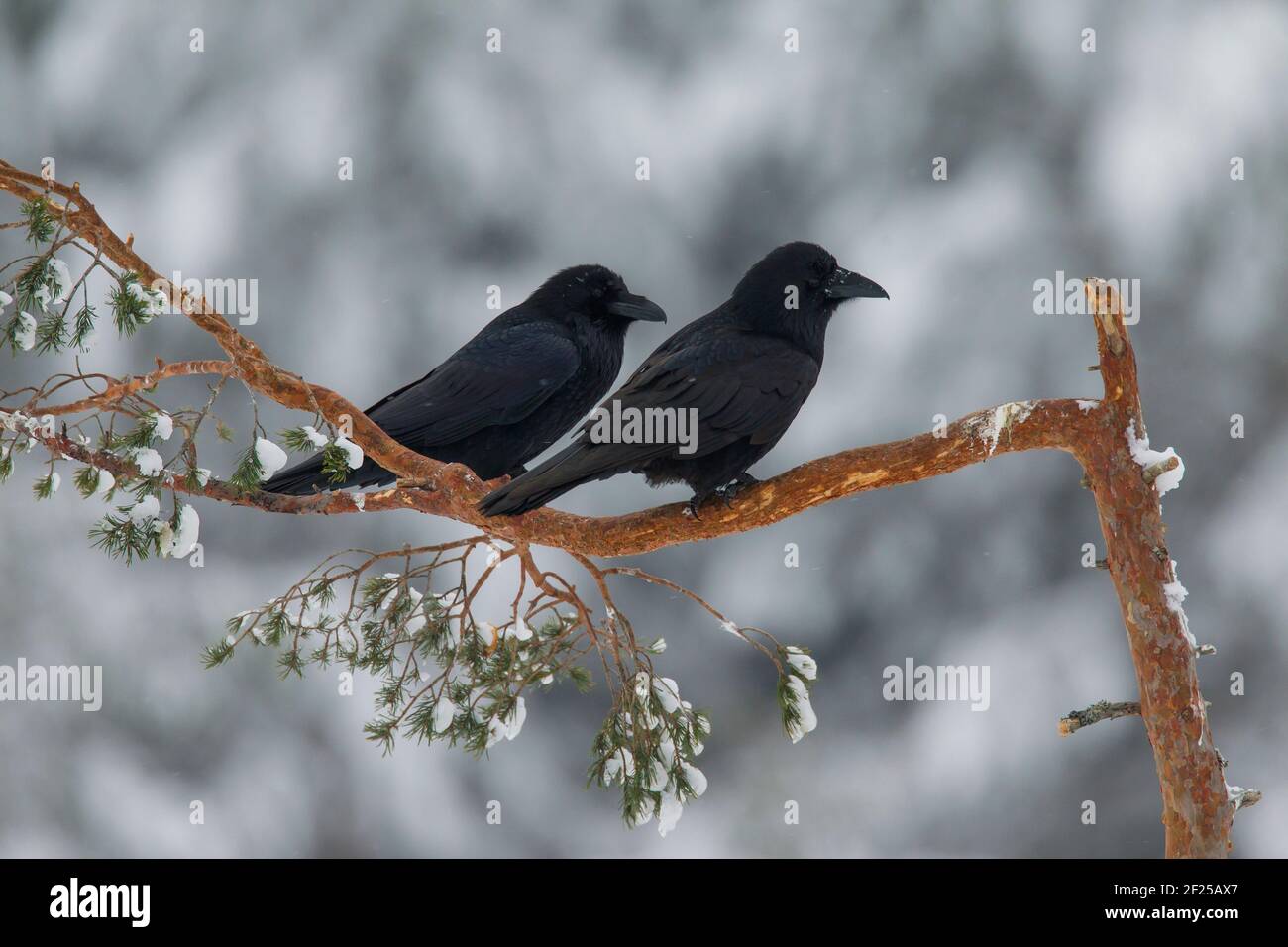 Cuervos comunes / cuervo del norte (Corvus corax) pareja encaramada en el árbol de picea en invierno Foto de stock