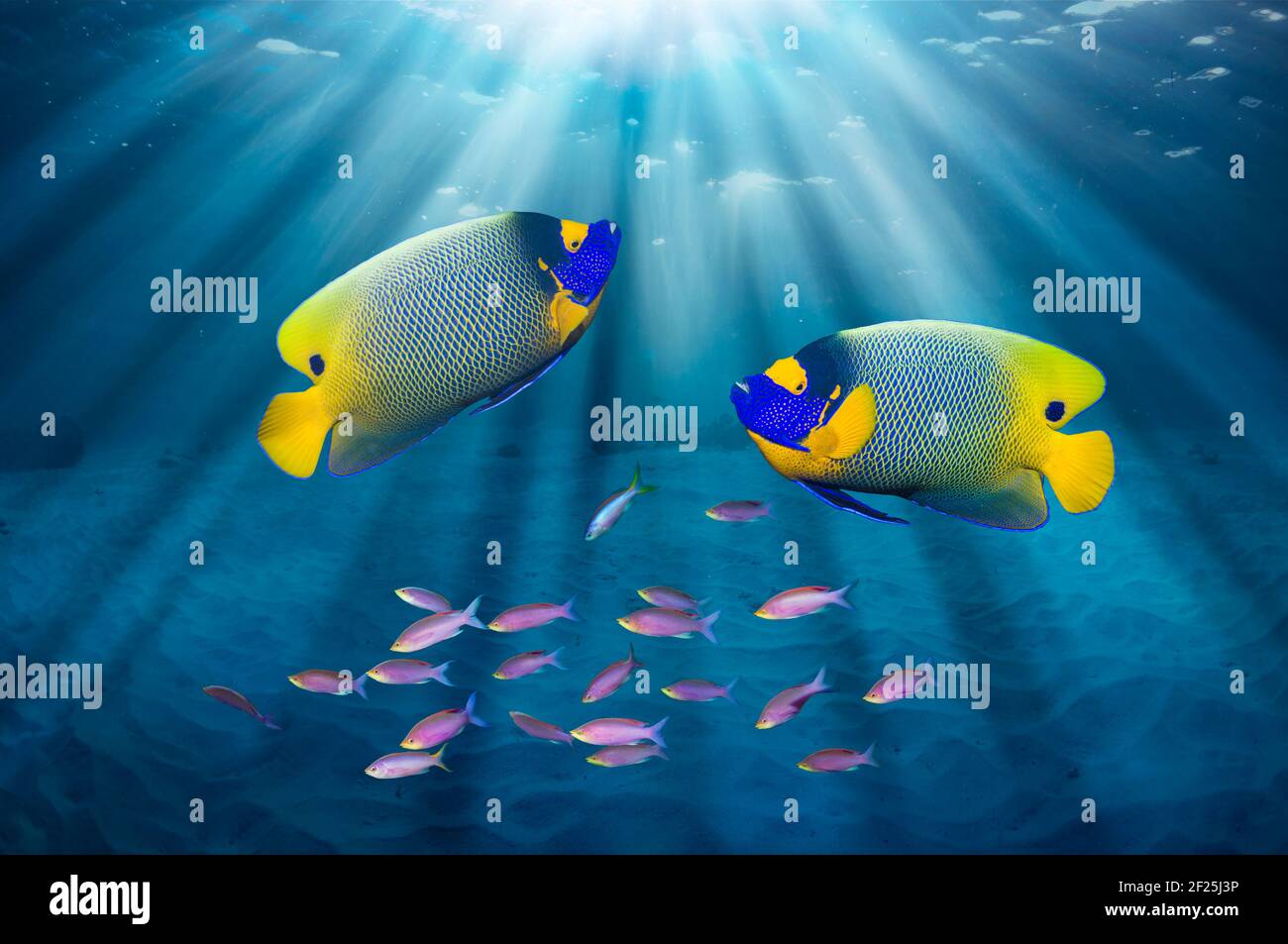 Pez ángel de la cara azul o pez ángel de la cara amarilla [Pomacanthus xanthometopon] nadando a través de rayos de luz solar con antías de la reina púrpura [Pseudanthis tuka]. Foto de stock