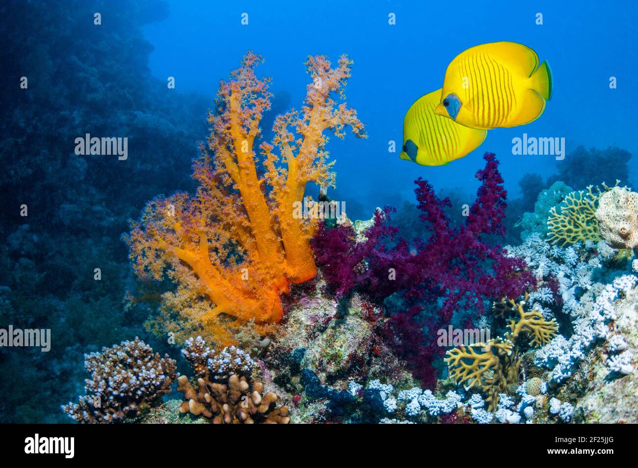 Pez mariposa dorado [Chaetodon semilarvatus] nadando junto al coral blando [Dendronephthya sp.]. Egipto, Mar Rojo. Foto de stock