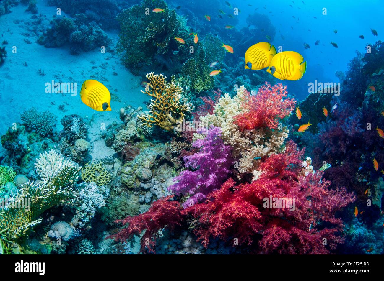 Paisaje de arrecifes de coral con el pez mariposa dorado [Chaetodon semilarvatus] y corales blandos. Egipto, Mar Rojo. Foto de stock