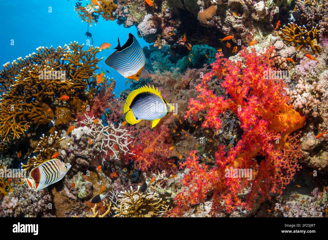 Paisaje de arrecifes de coral con un pez mariposa negro [Chaetodon melanotus], una cara naranja o un pez mariposa con capucha [Chaetodon larvatus] y una corona pero Foto de stock