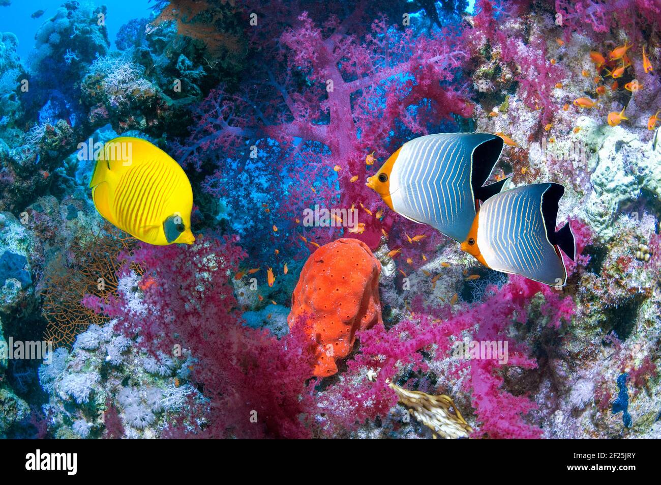 Paisaje de arrecifes de coral con un pez mariposa dorado [Chaetodon semilarvatus] y. Un par de cara anaranjada o Butterflyfish con capucha [Chaetodon larvatus] y sof Foto de stock