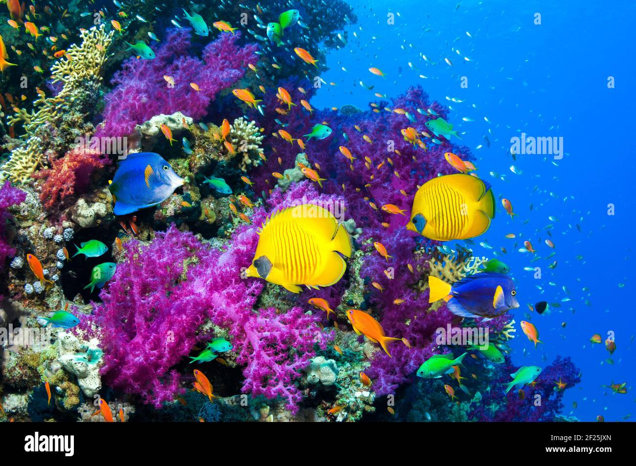 Pez mariposa dorado y rabil rabil o pez surgeongo [Zebrasoma xanthurum] nadando sobre corales blandos. Egipto, Mar Rojo. Foto de stock