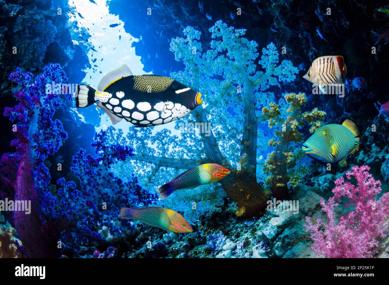 Arrecife de coral con peces tropicales. Egipto, Mar Rojo. Pez disparo Orangestriped [Balistapus undulatus] Foto de stock