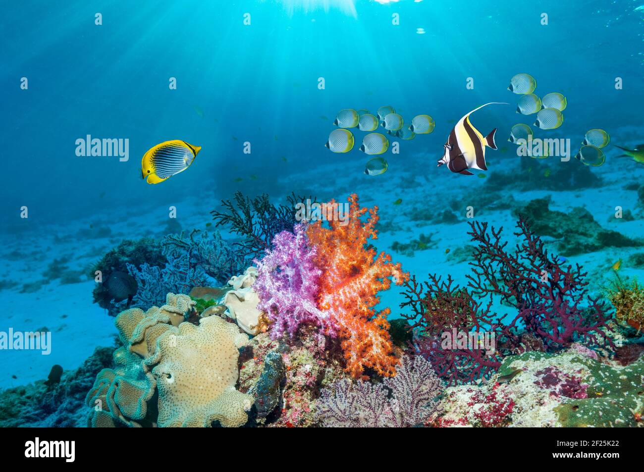 Paisaje de arrecifes de coral con un pez mariposa (Chaetodon ocellicaudus), un ídolo moro [Zanclus cornutus] y una escuela de barifí panda [Cha Foto de stock