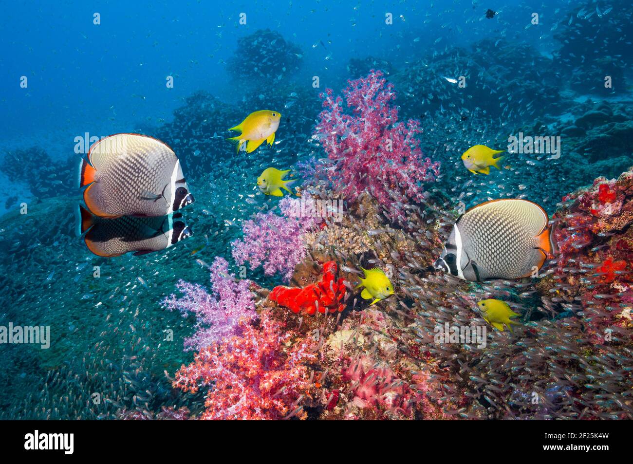 Gallineta roja o mosquetón [Chaetodon collare] nadando junto a corales blandos [Dendronephthya sp.] y damegoísta dorado [Amblyglyphidodon aureus] a Foto de stock